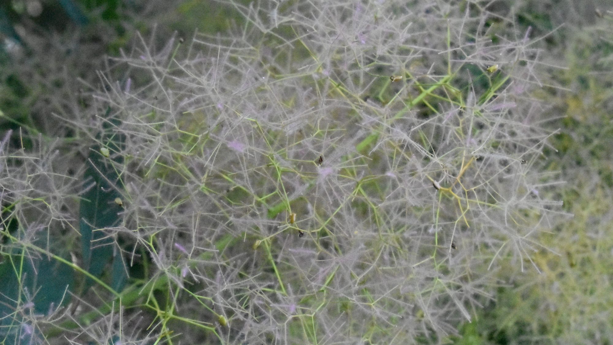 Feathery flower head.