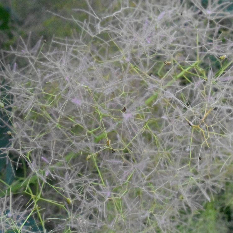 Cotinus coggygria