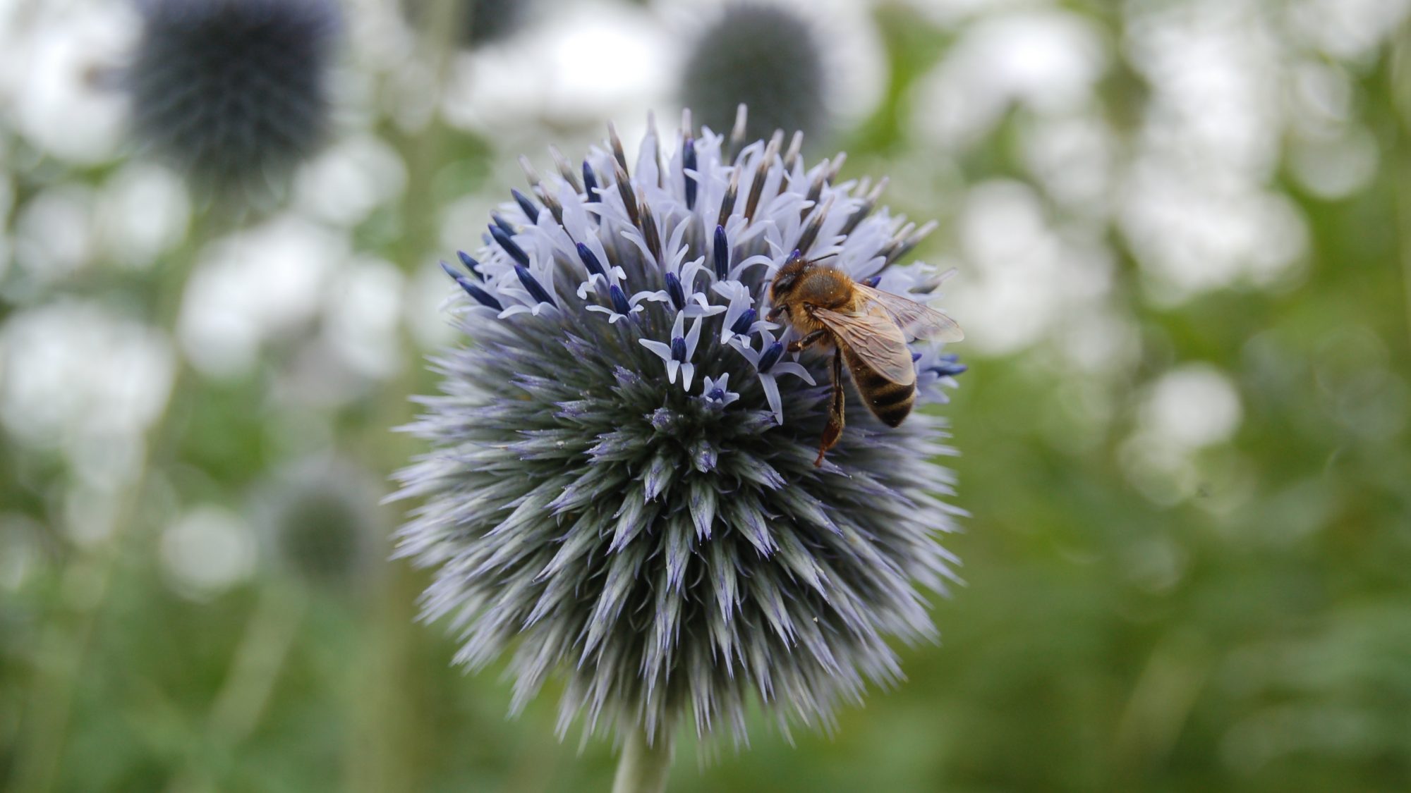 Echinops bannaticus