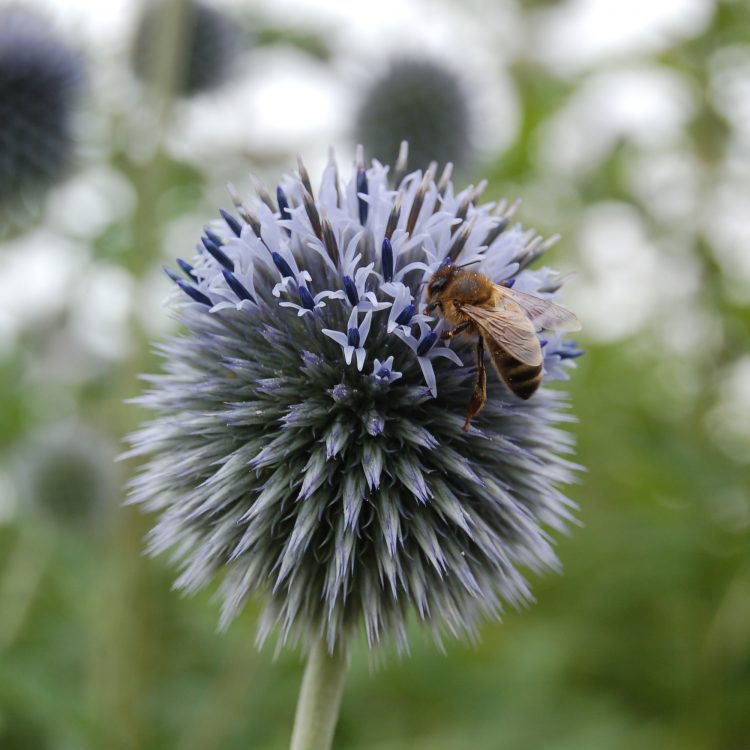 Echinops bannaticus