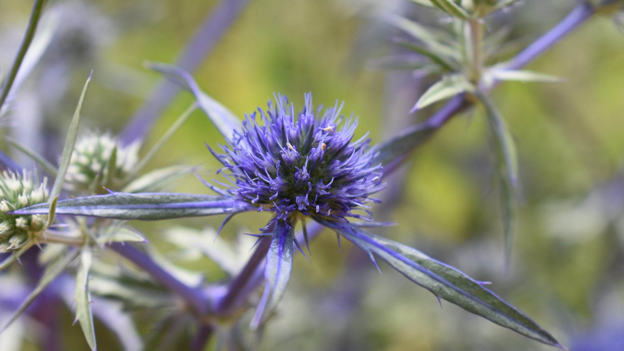 Eryngium creticum