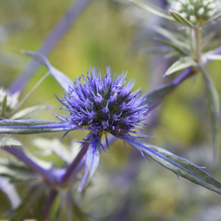 Eryngium creticum