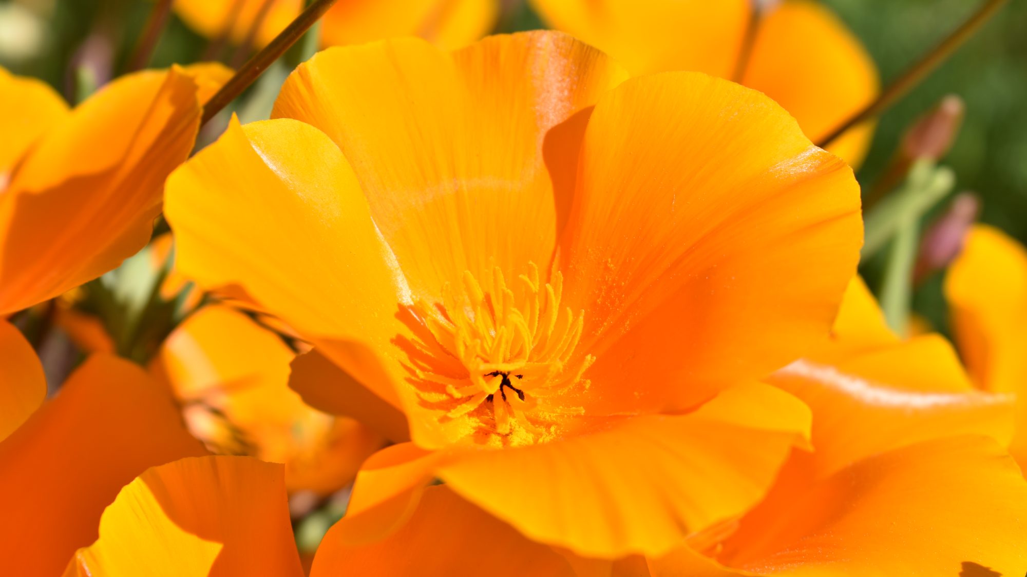Brilliant orange bloom.