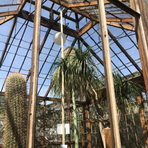 Giant Agave spike soon to flower at Cambridge University Botanic Garden