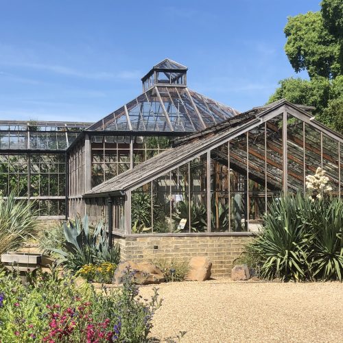 BBC news: Mystery 'tequila plant' agave to flower in Cambridge after 57 years