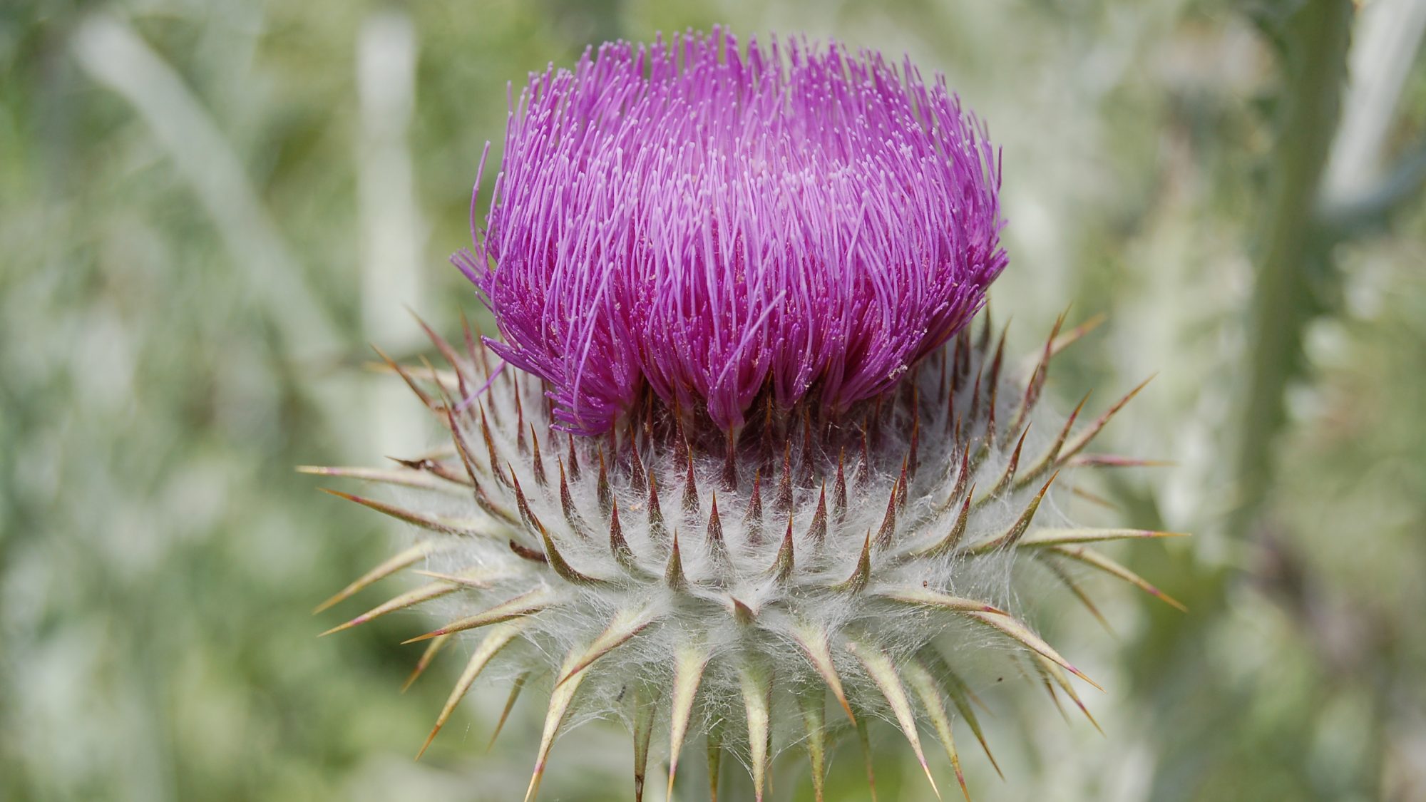 Onopordum acanthium
