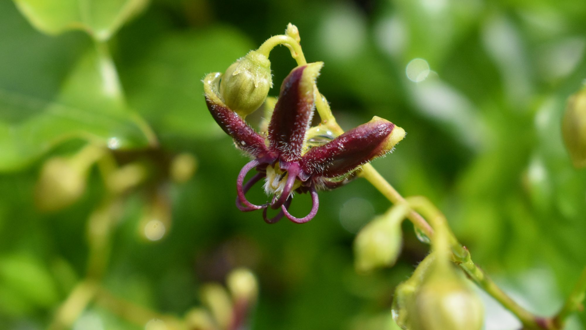 Dark red, hairy flower.