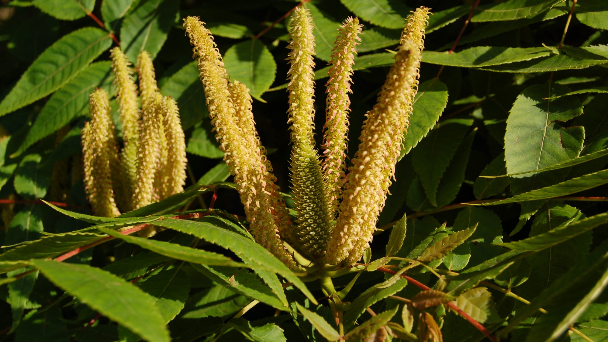Cluster of erect finger-like catkins.