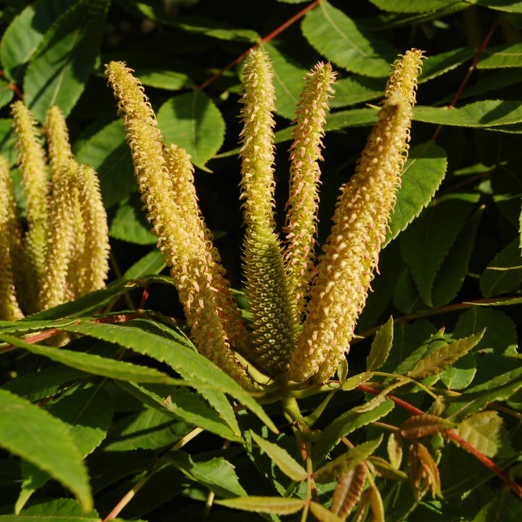 Platycarya strobilacea