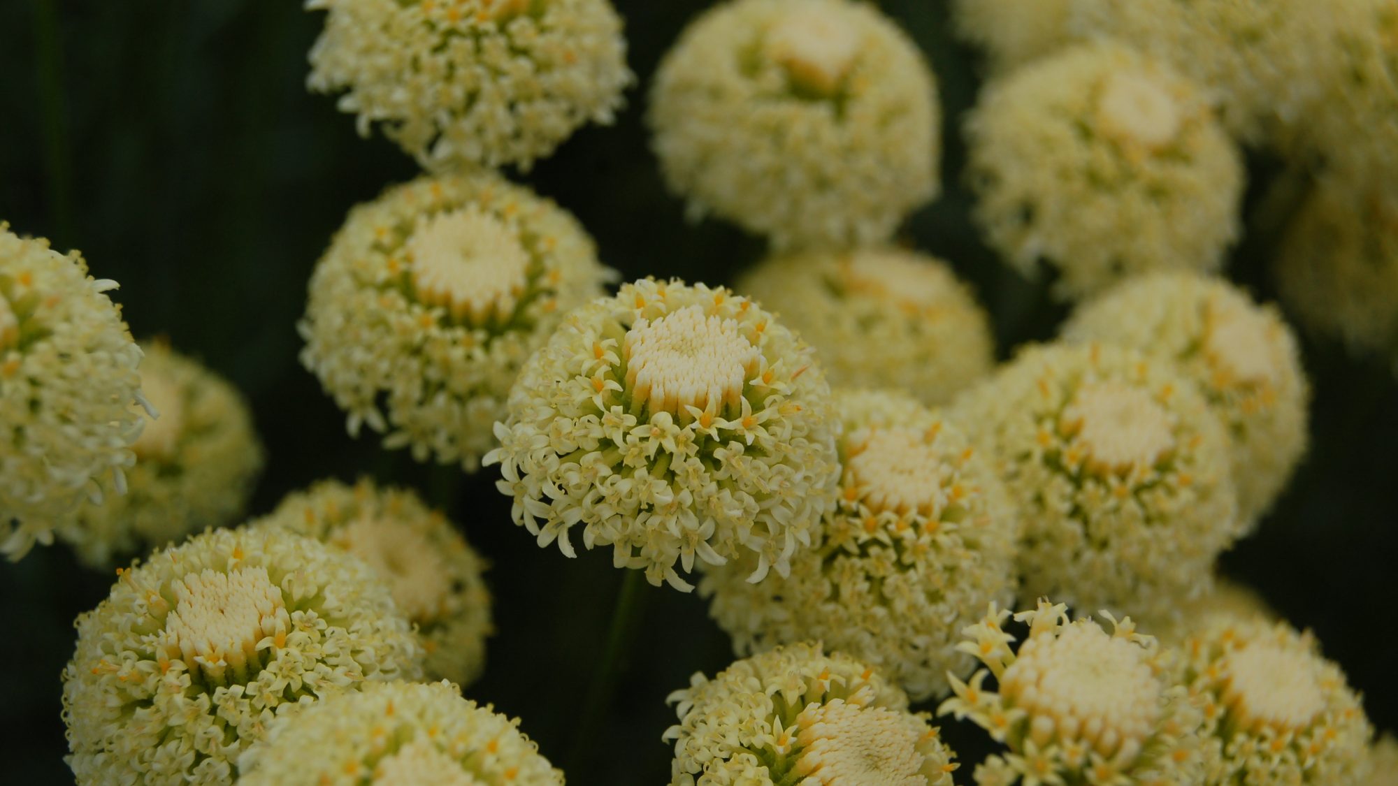 Santolina pinnata ssp. neapolitana 'Edward Bowles'