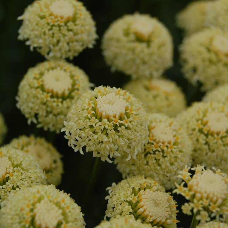 Santolina pinnata ssp. neapolitana ‘Edward Bowles’