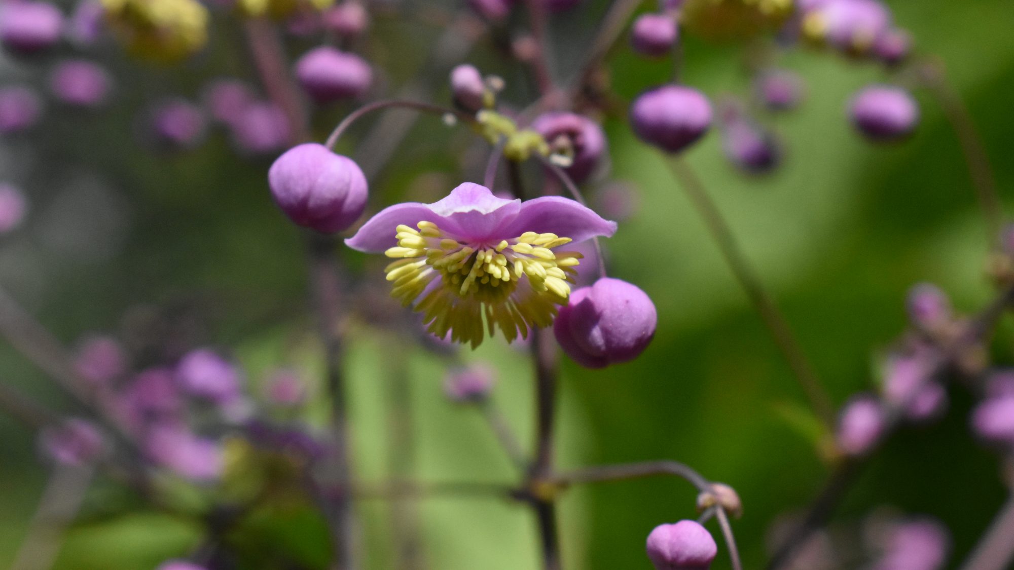Thalictrum rochebrunianum