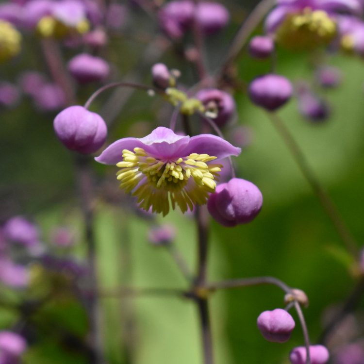 Thalictrum rochebrunianum