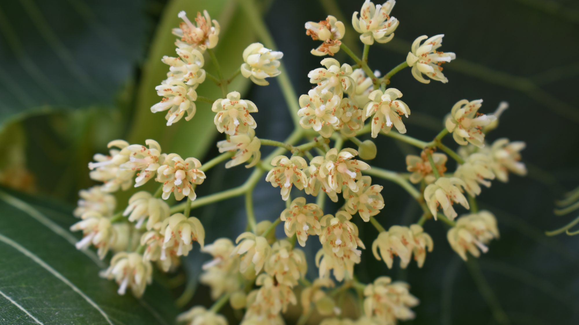 Tilia henryana