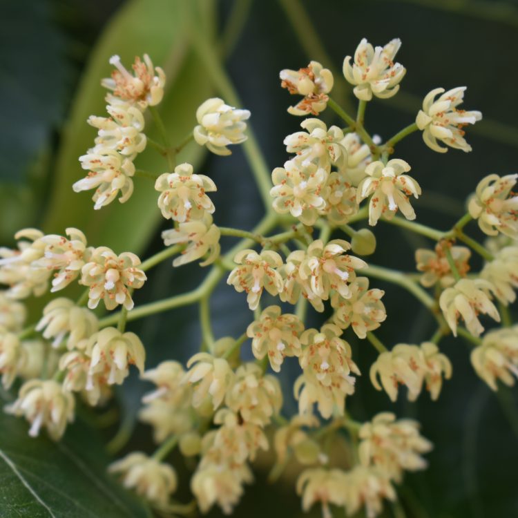 Tilia henryana
