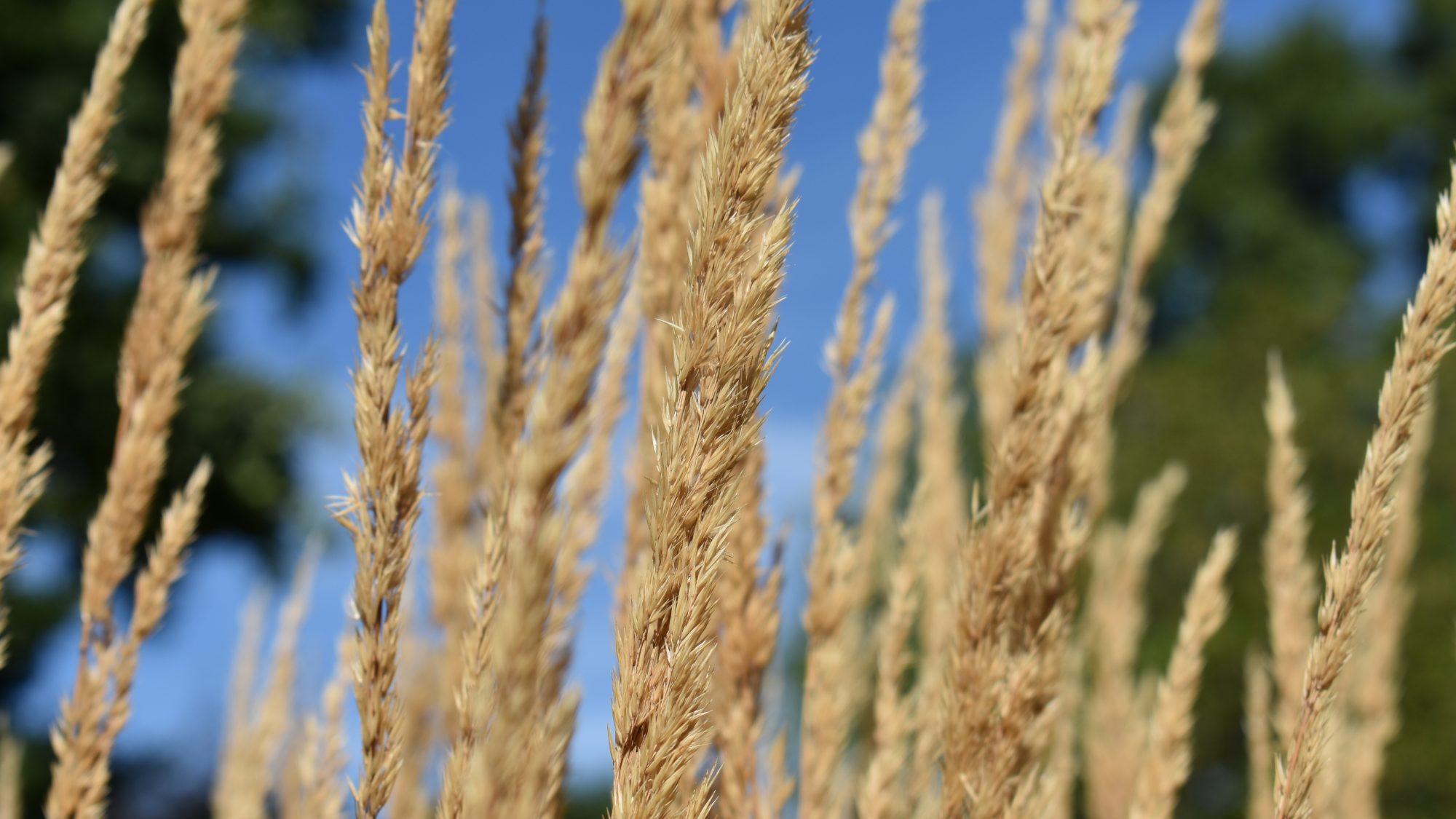 Slender, erect grass seed heads.