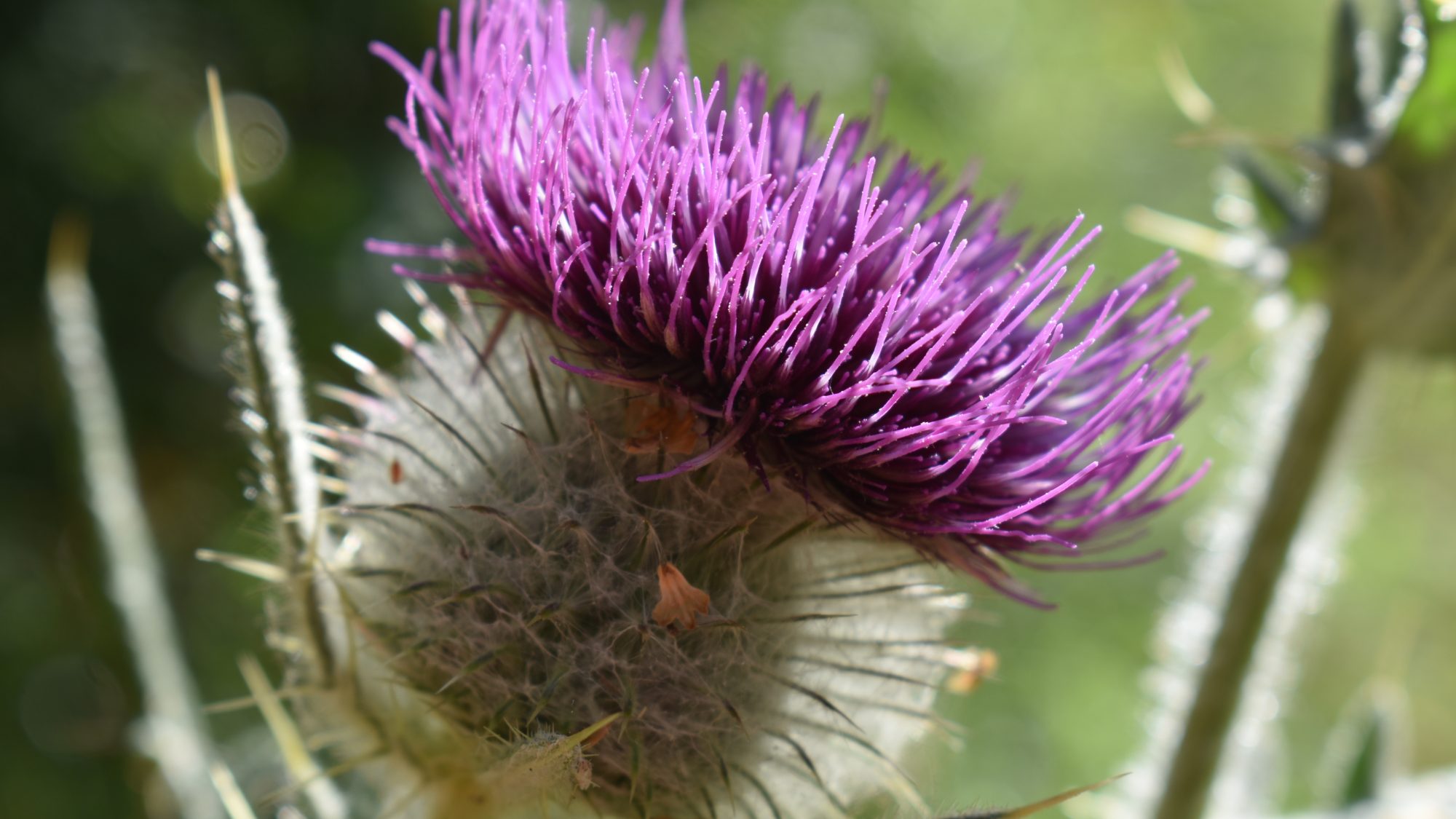Bristly, mauve thistlehead