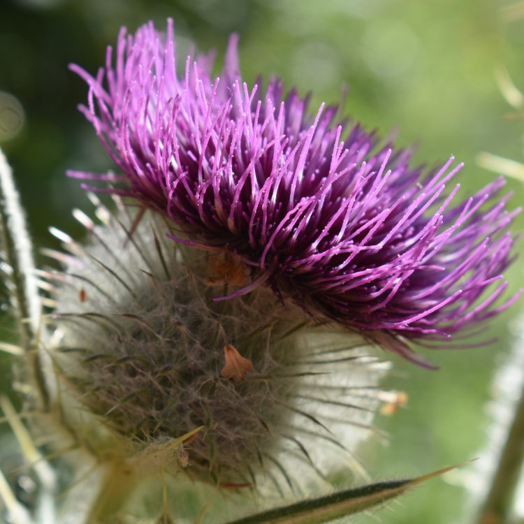 Cirsium eriophorum