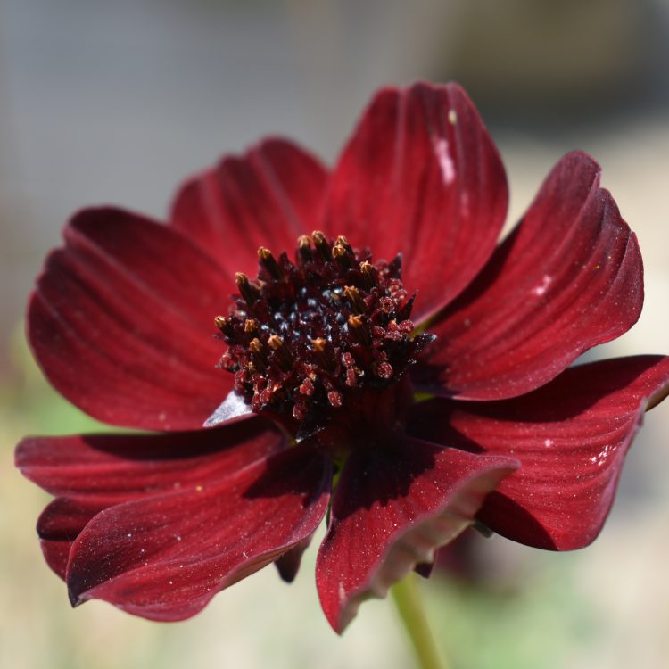 Cosmos atrosanguineus
