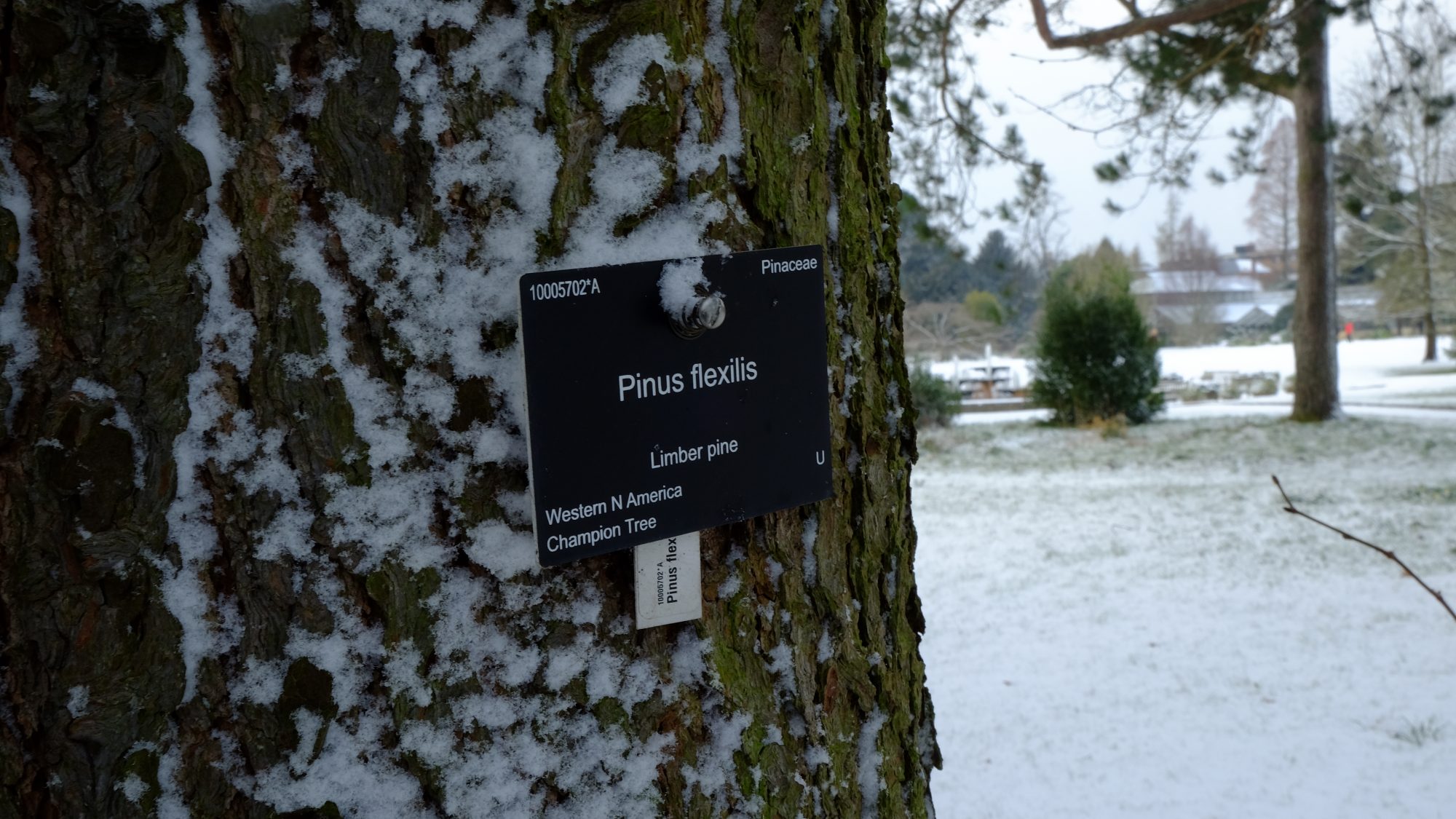 A label on the limber pine tree on a snowy day.