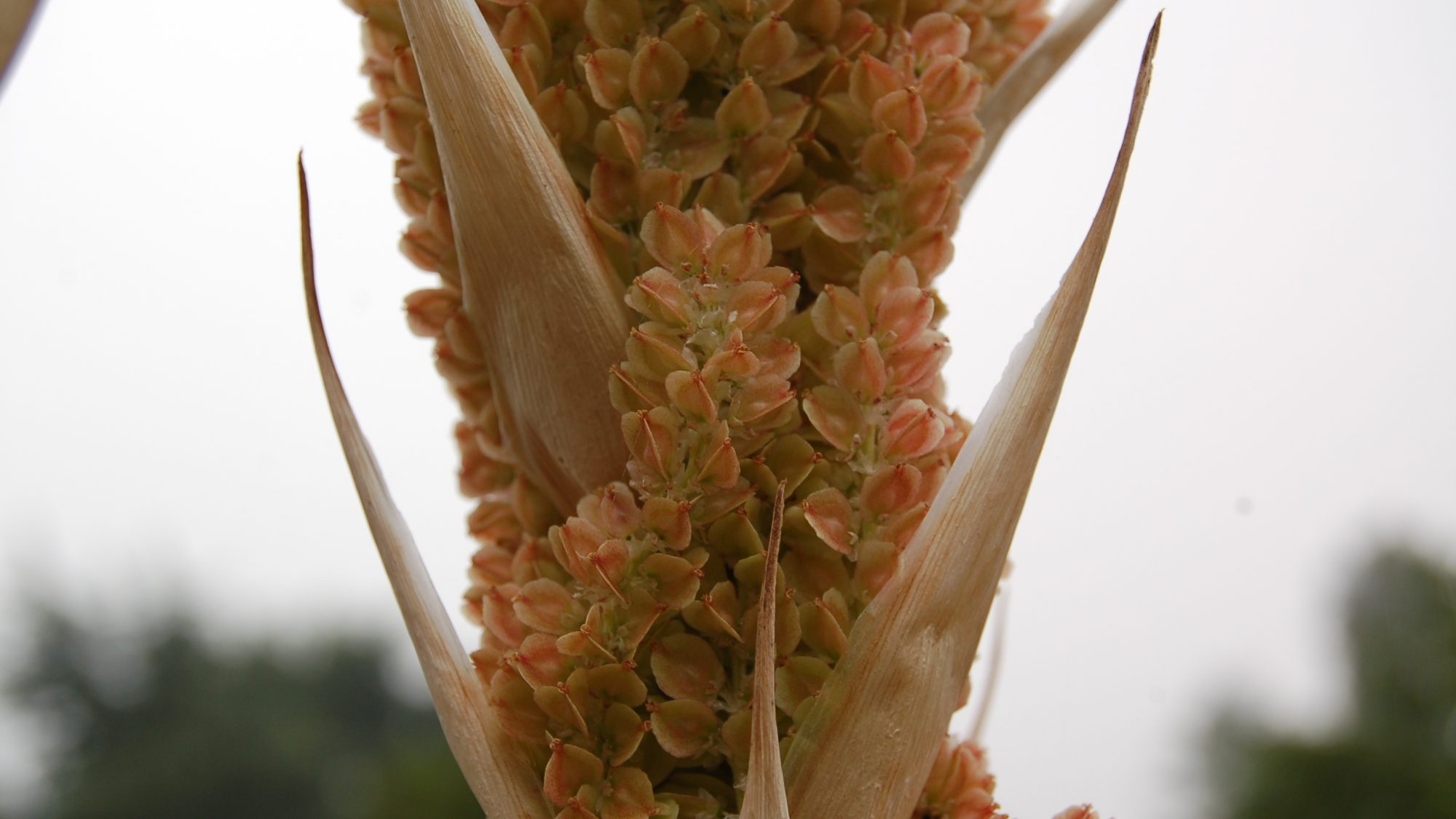 Dasylirion acrotrichum