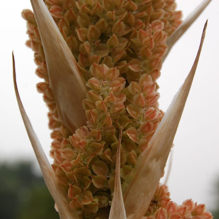 Dasylirion acrotrichum