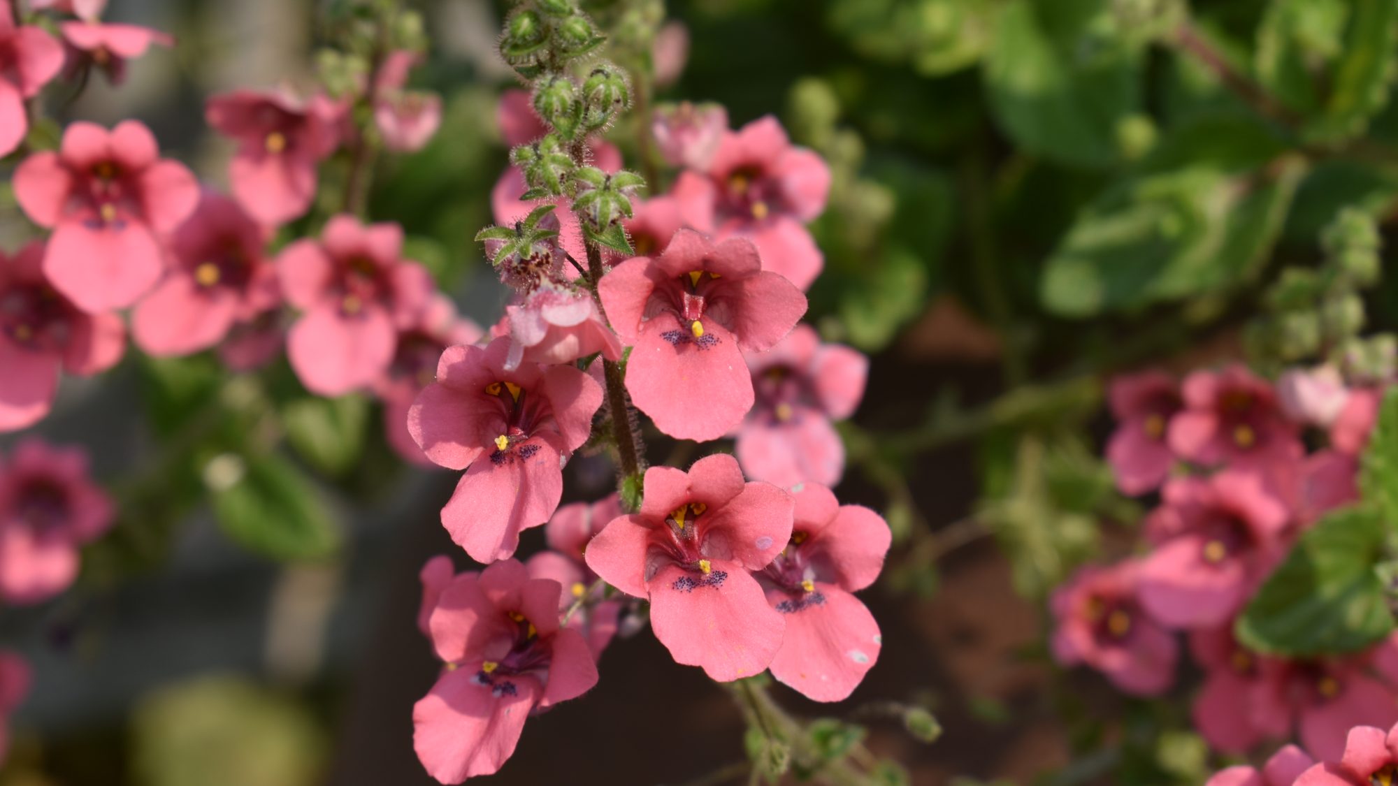 Diascia fetcaniensis