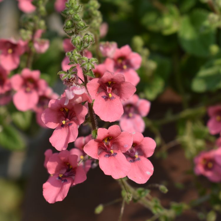 Diascia fetcaniensis