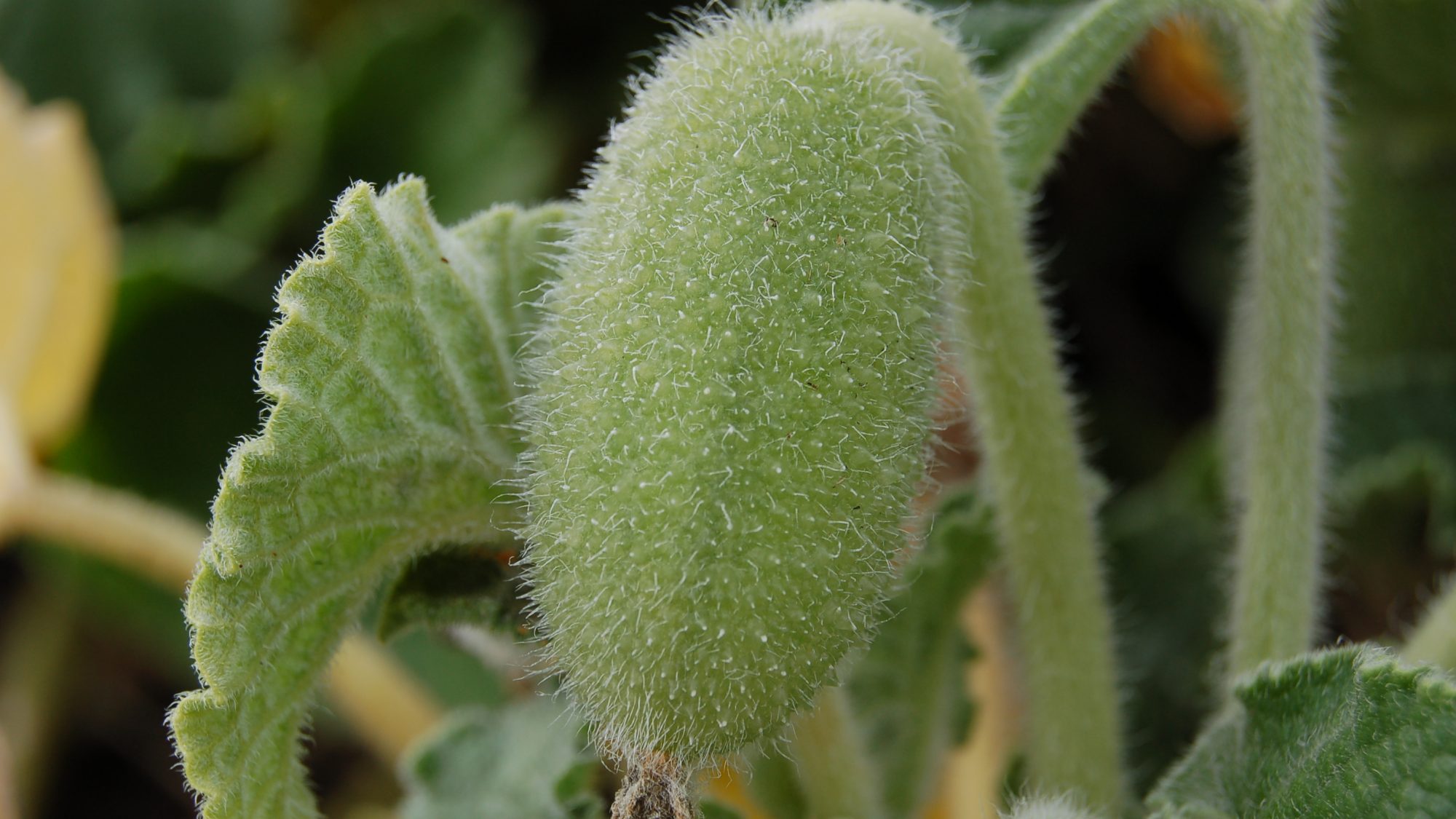 Hairy, small, cucumber-like fruit.