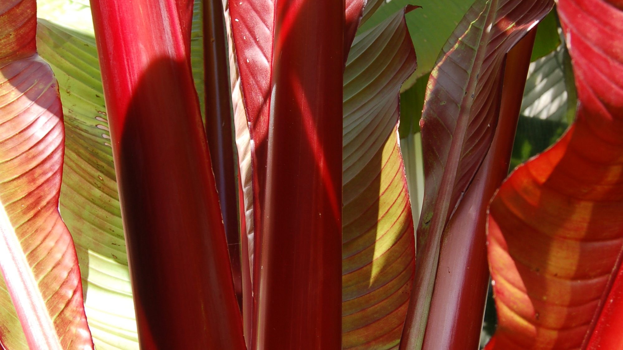 Ensete ventricosum 'Maurelii'