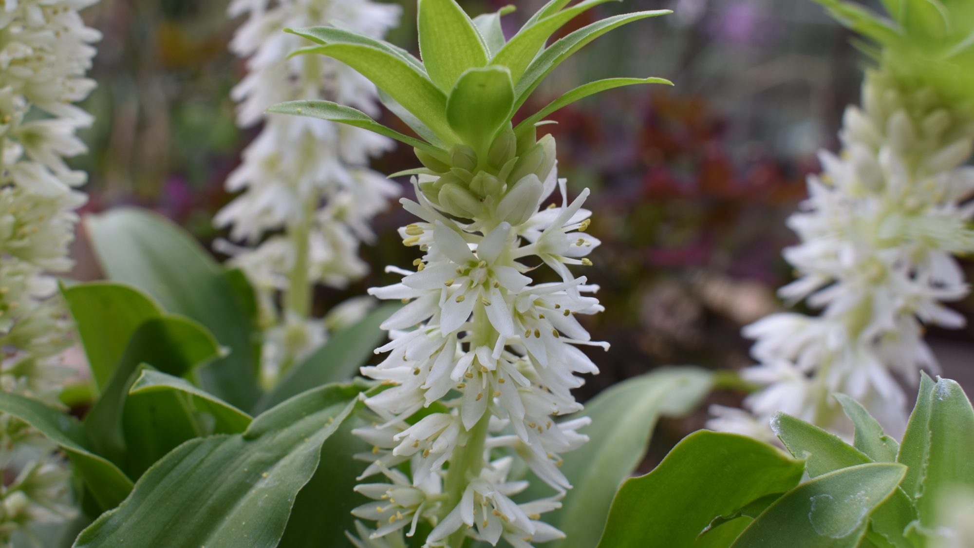 Eucomis autumnalis