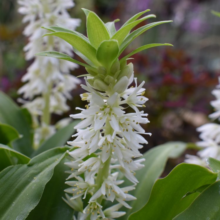 Eucomis autumnalis