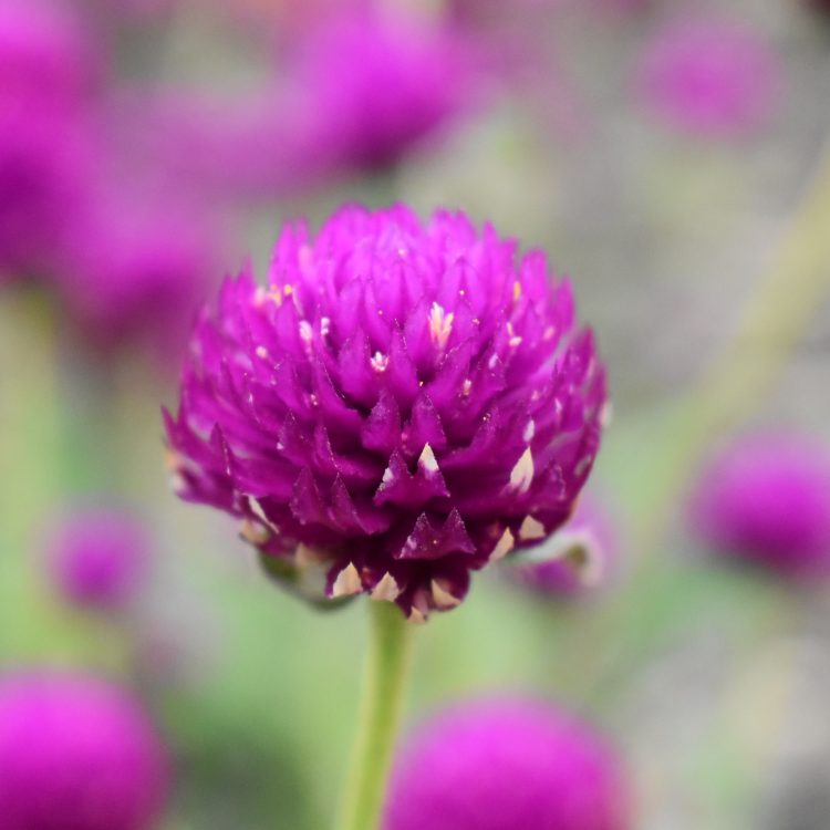 Gomphrena globosa