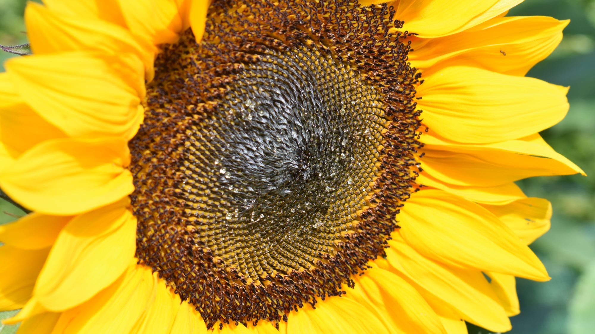 Helianthus annuus 