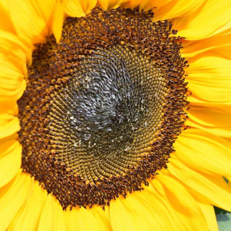 Helianthus annuus
