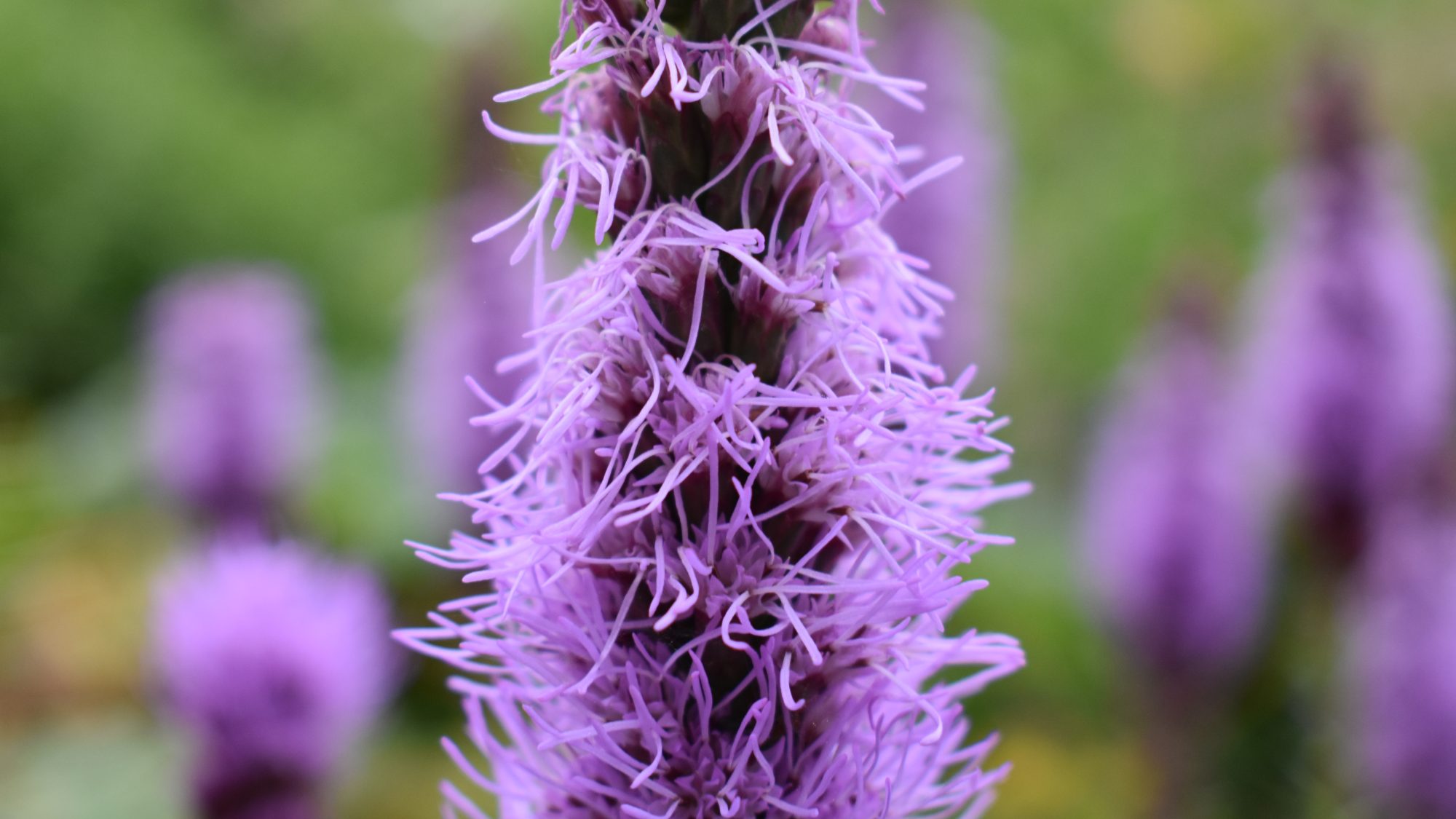 Liatris spicata 'Floristan Violet'