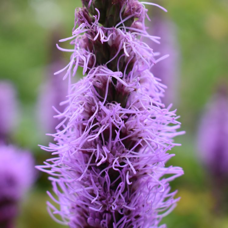 Liatris spicata ‘Floristan Violet’