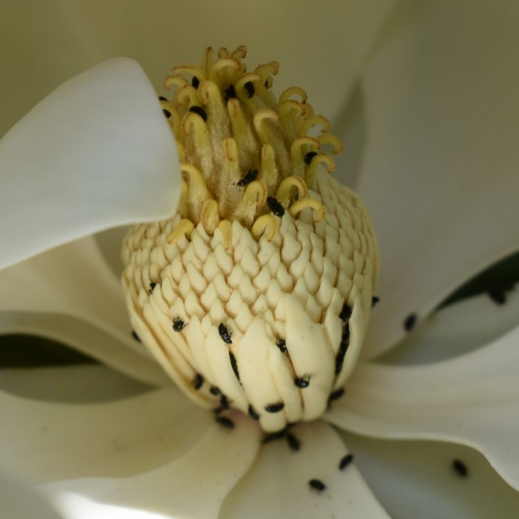 Magnolia grandiflora