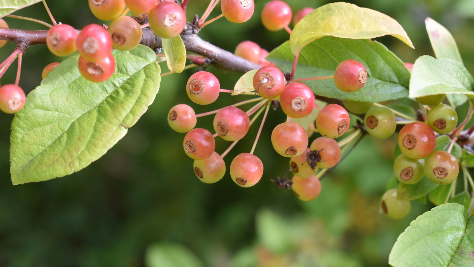 Malus sieboldii 