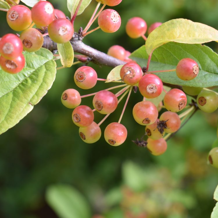 Malus sieboldii