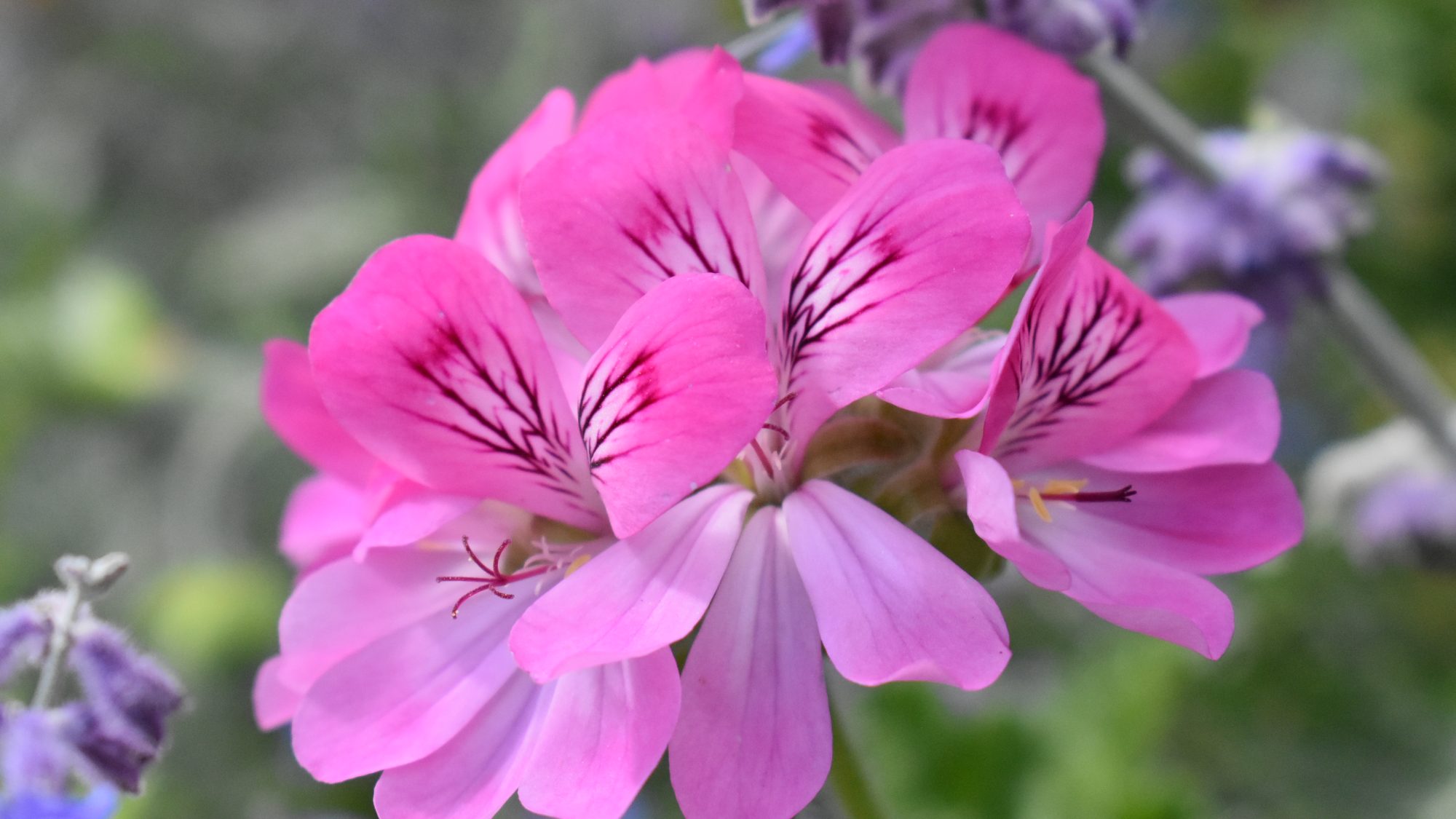 Pelargonium 'Pink Capitatum'