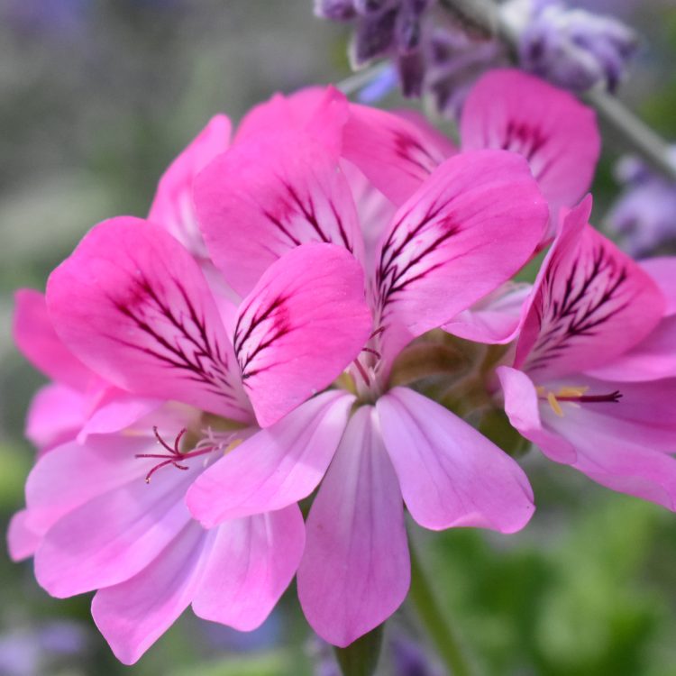 Pelargonium ‘Pink Capitatum’