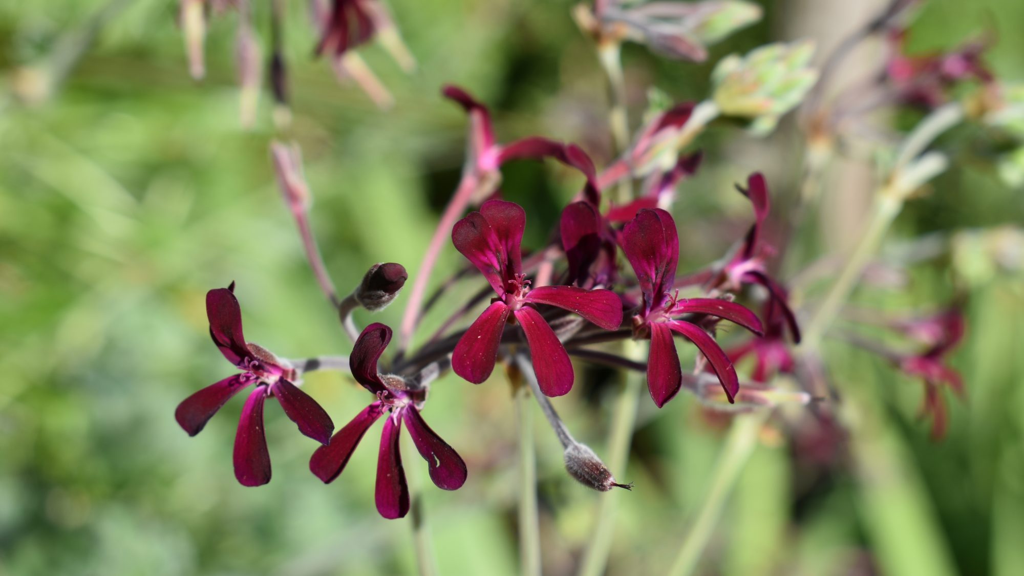 Pelargonium sidoides