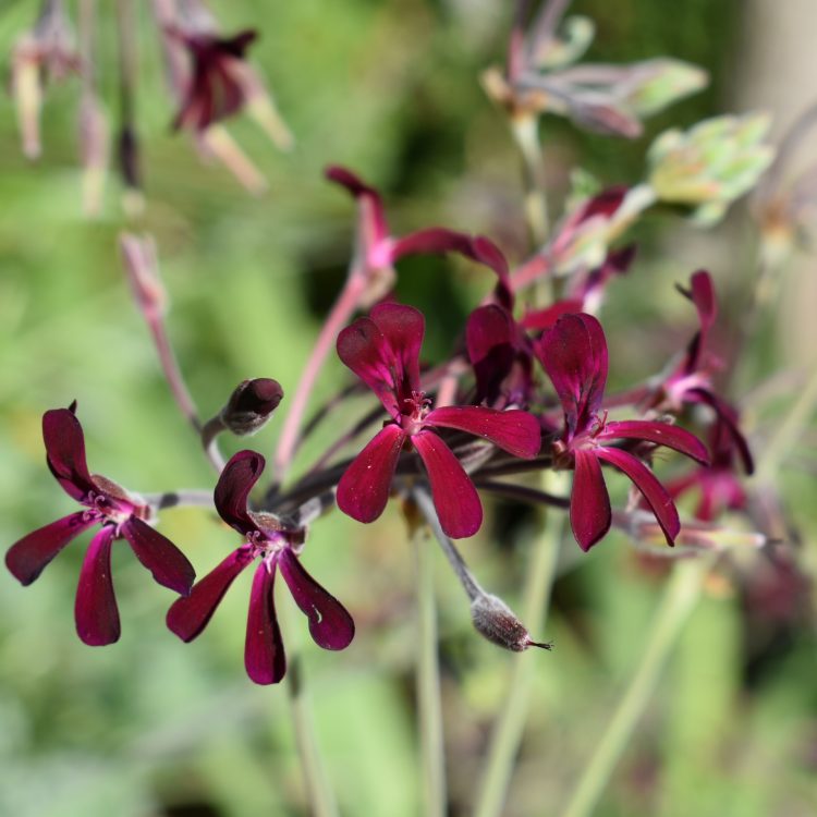 Pelargonium sidoides