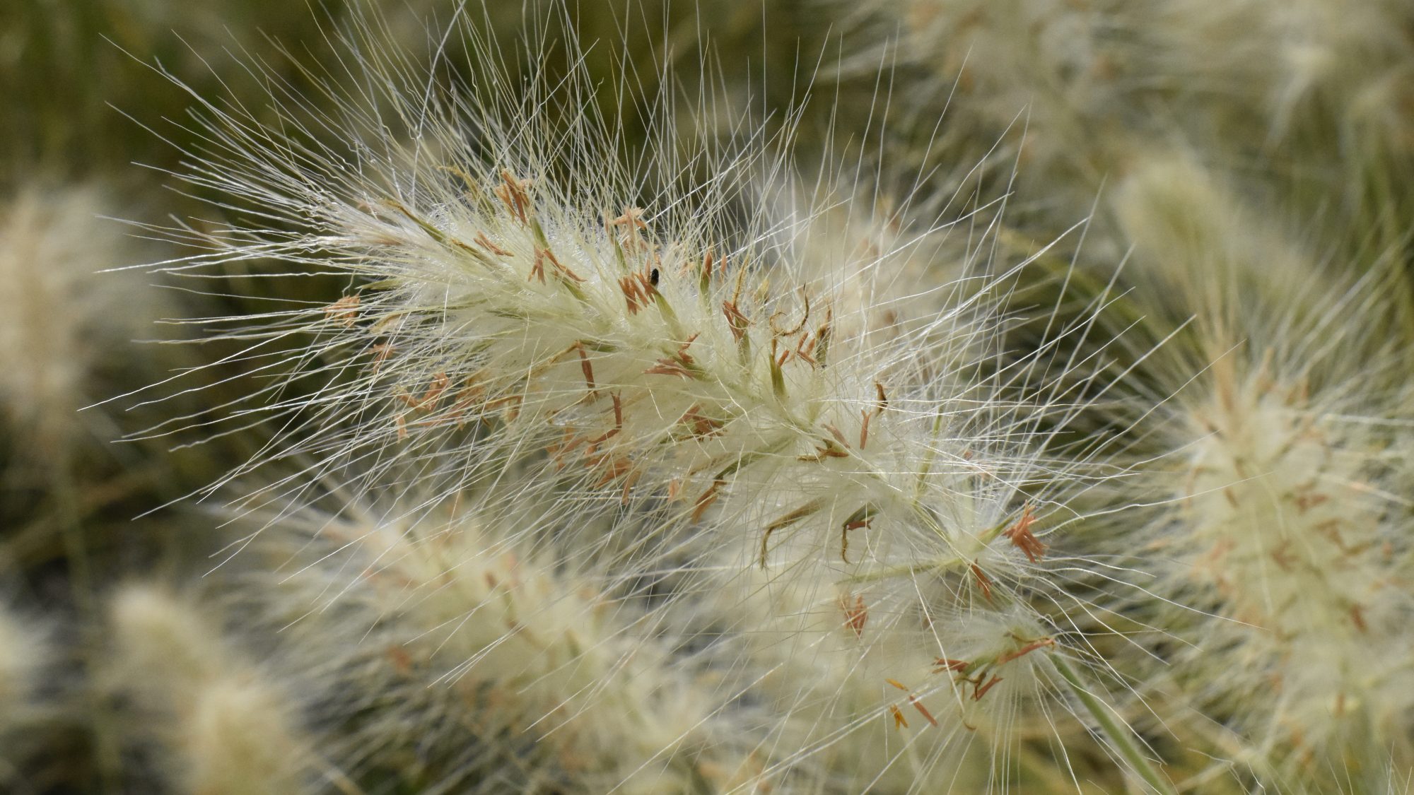 Pennisetum villosum
