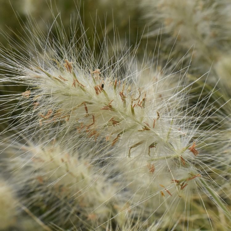 Pennisetum villosum
