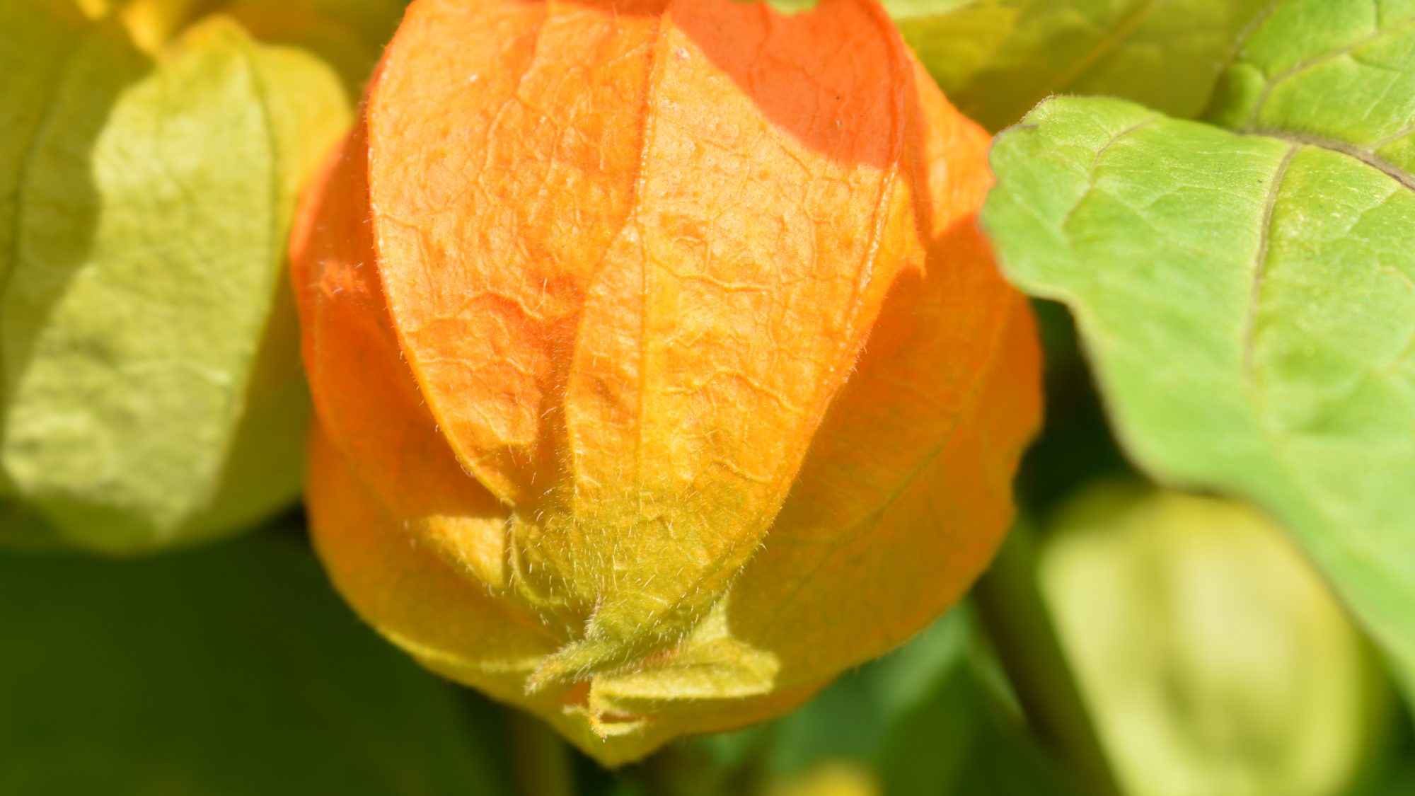 Inflated bladder-like, orange seed pod.