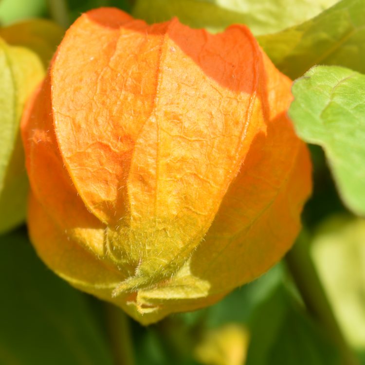 Physalis alkekengi