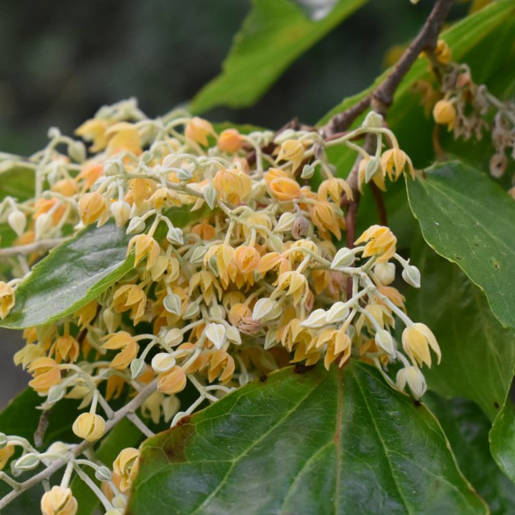 Poliothyrsis sinensis
