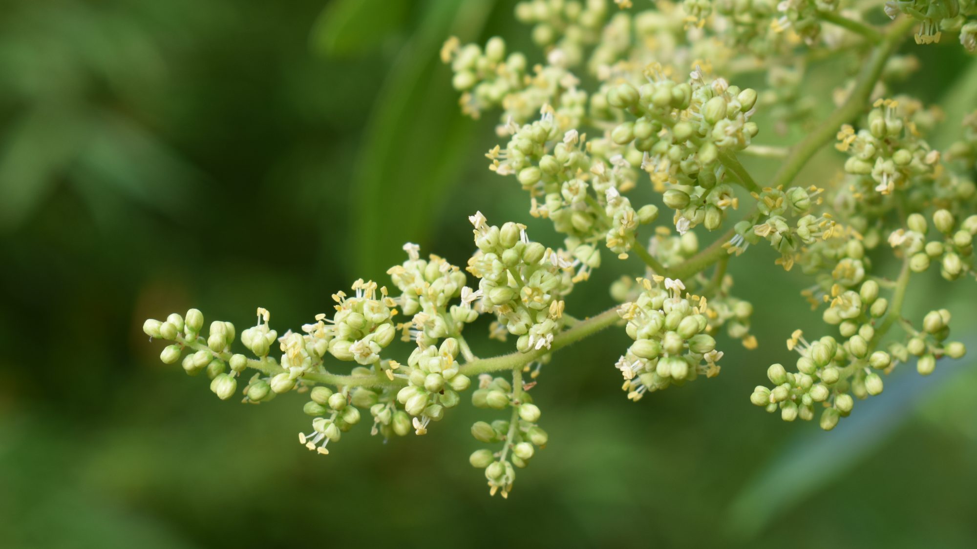 Rhus copallina